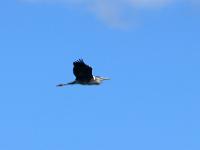 Ein Graureiher fliegt vorbei